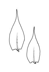 Rhynchostegium muriculatum, branch leaves. Drawn from A.J. Fife 7919, CHR 106584.
 Image: R.C. Wagstaff © Landcare Research 2019 CC BY 3.0 NZ